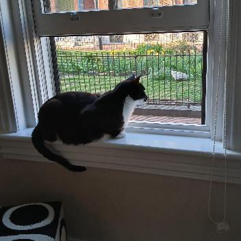 Enlarge Miss Lady, a Adoptable Domestic Short Hair in Philadelphia, PA image 5/6