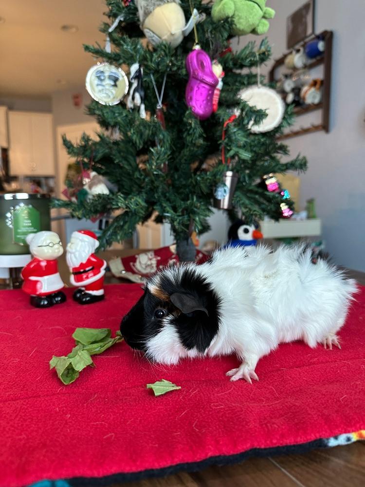Enlarge Eddie, a ADOPTABLE Guinea Pig in Austin, TX image 1/2