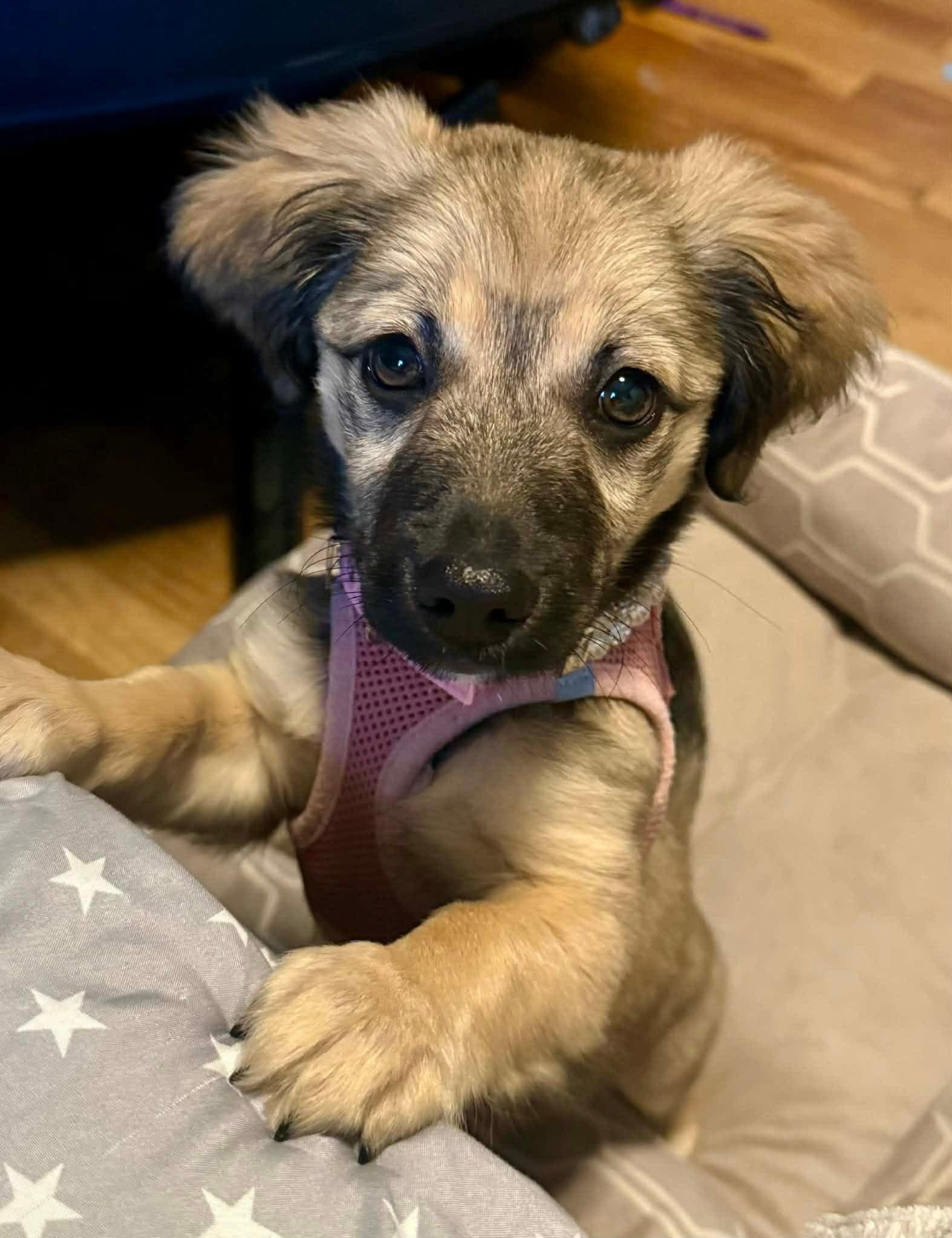 Lucy, ADOPTABLE, Puppy Female Mixed Breed.