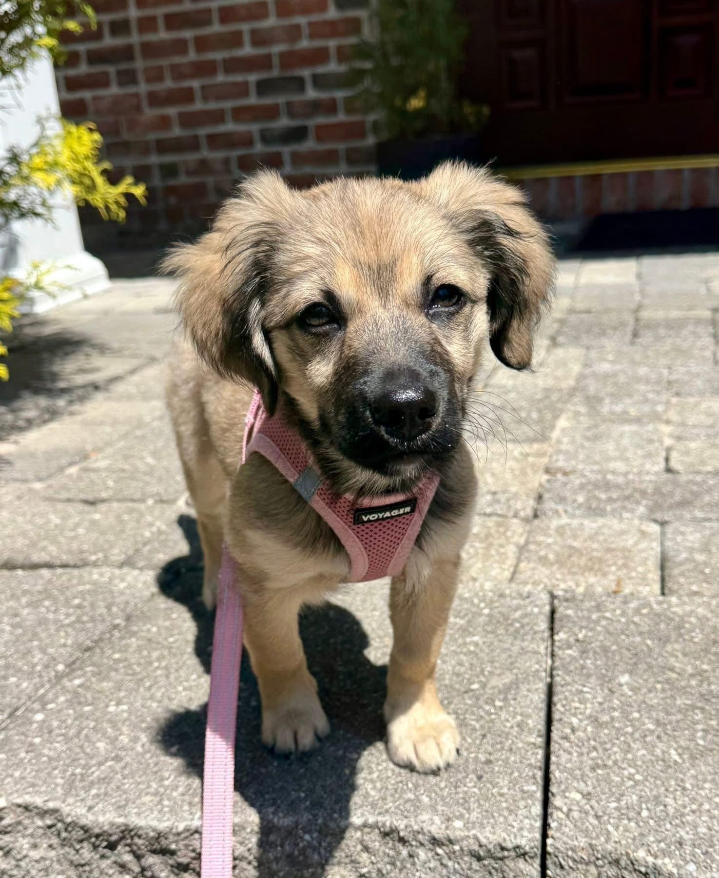 Enlarge Lucy, a ADOPTABLE mixed breed in Ronkonkoma, NY image 2/2