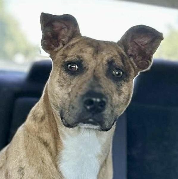 Enlarge Jennings - Mr. Photogenic!!, a Adoptable mixed breed in Watertown, CT image 6/6