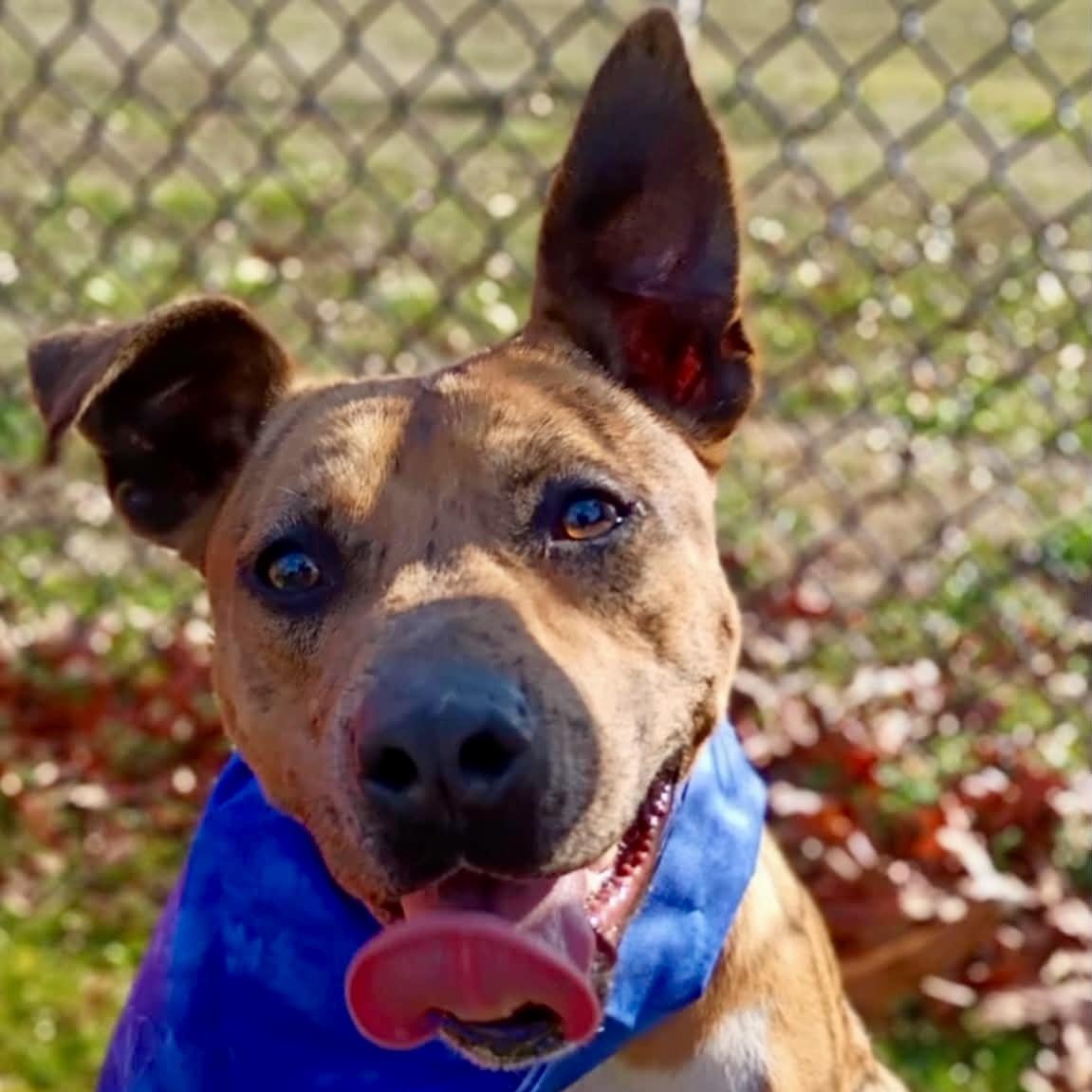 Jennings, a Adoptable mixed breed in Watertown, CT image 6/6