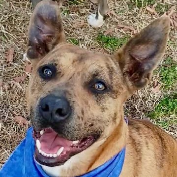 Jennings - all new pics!!, Adoptable, Adult Male Pit Bull Terrier & Boxer.