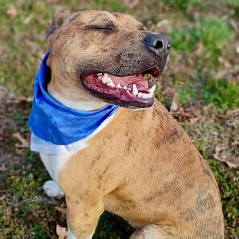 Enlarge Jennings - all new pics!!, a Adoptable mixed breed in Watertown, CT image 4/6