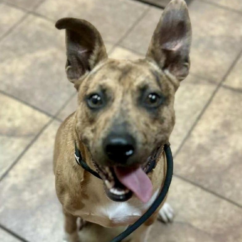 Enlarge Jennings - Mr. Photogenic!!, a Adoptable mixed breed in Watertown, CT image 1/6