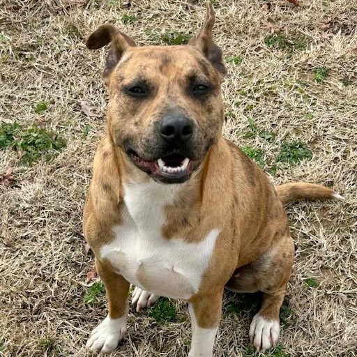 Jennings - such a good boy!, a Adoptable mixed breed in Watertown, CT image 6/6