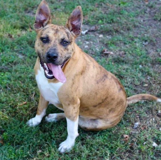 Jennings, a Adoptable mixed breed in Watertown, CT image 2/6