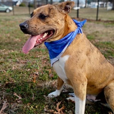 Enlarge Jennings - all new pics!!, a Adoptable mixed breed in Watertown, CT image 2/6