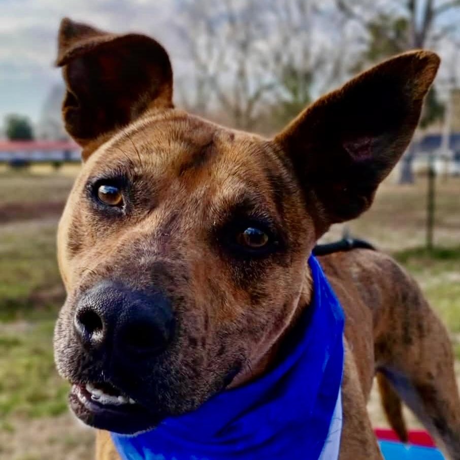 Jennings, Adoptable, Adult Male Pit Bull Terrier & Boxer.