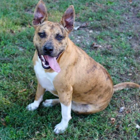 Enlarge Jennings - Mr. Photogenic!!, a Adoptable mixed breed in Watertown, CT image 5/6