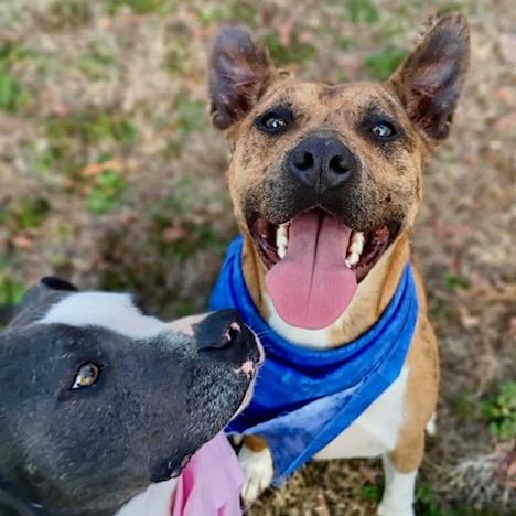 Enlarge Jennings - all new pics!!, a Adoptable mixed breed in Watertown, CT image 5/6