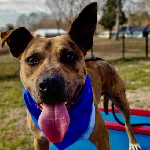 Enlarge Jennings - all new pics!!, a Adoptable mixed breed in Watertown, CT image 3/6