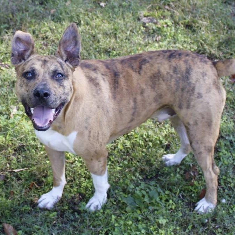 Enlarge Jennings - Mr. Photogenic!!, a Adoptable mixed breed in Watertown, CT image 2/6