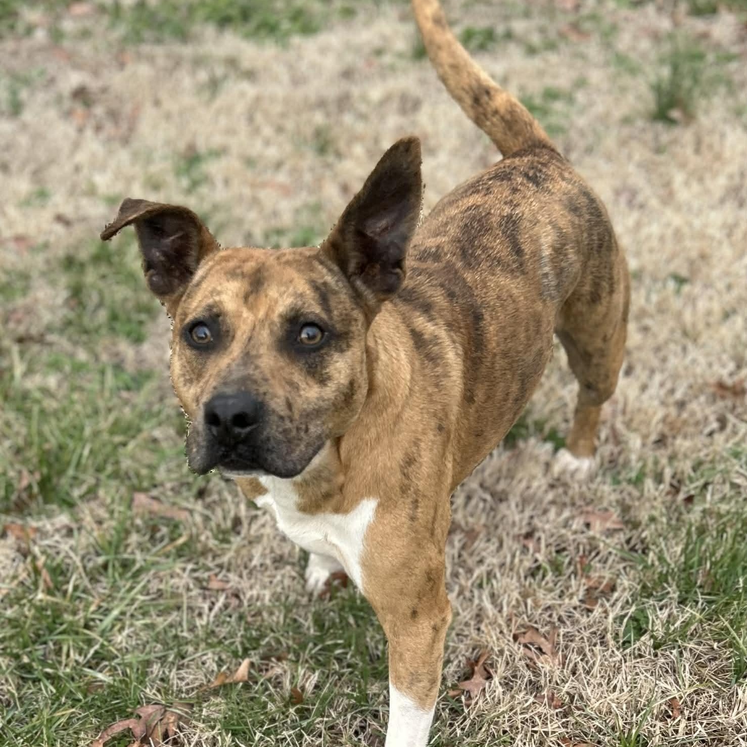 Jennings - such a good boy!, a Adoptable mixed breed in Watertown, CT image 5/6