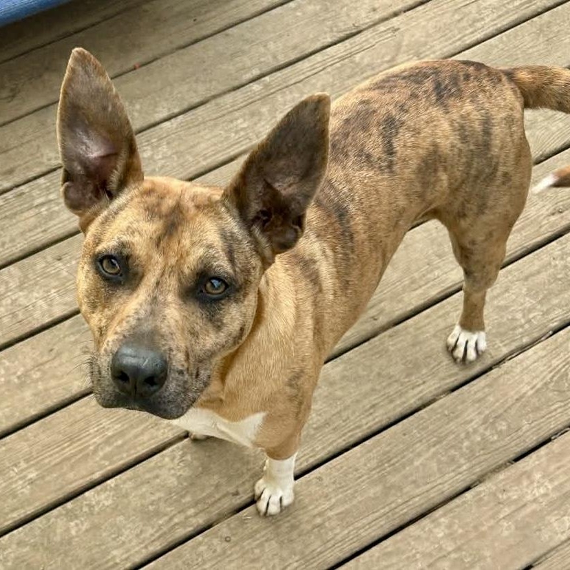 Jennings - Mr. Photogenic!!, Adoptable, Adult Male Pit Bull Terrier & Boxer.