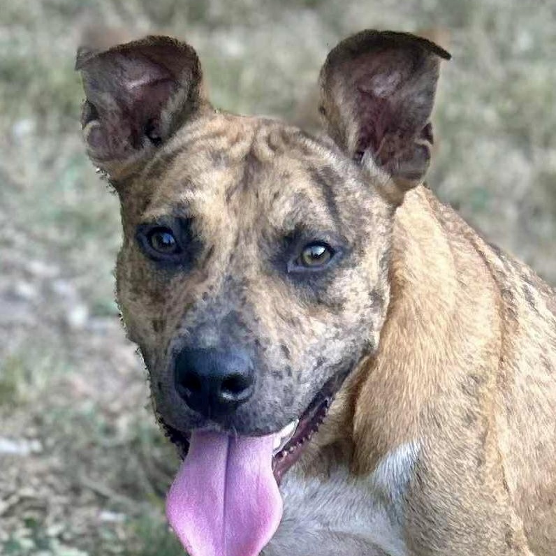 Enlarge Jennings - Mr. Photogenic!!, a Adoptable mixed breed in Watertown, CT image 3/6