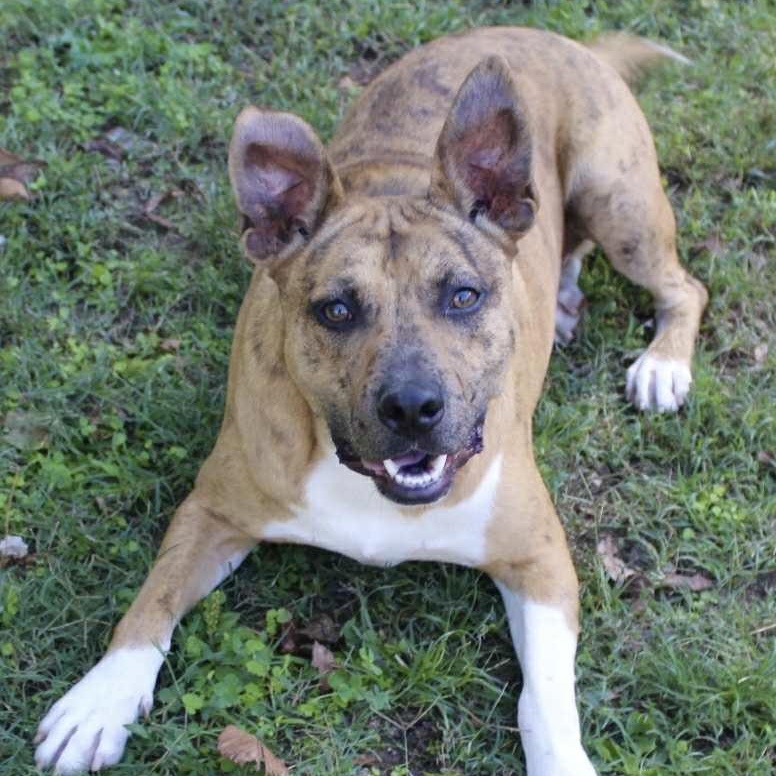 Jennings - Mr. Photogenic!!, a Adoptable mixed breed in Watertown, CT image 1/6