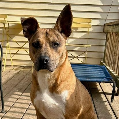 Jennings - such a good boy!, a Adoptable mixed breed in Watertown, CT image 3/6