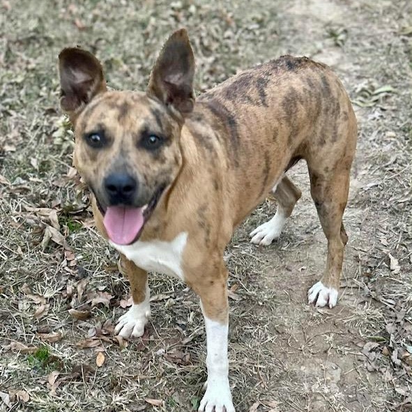 Jennings, a Adoptable mixed breed in Watertown, CT image 1/6