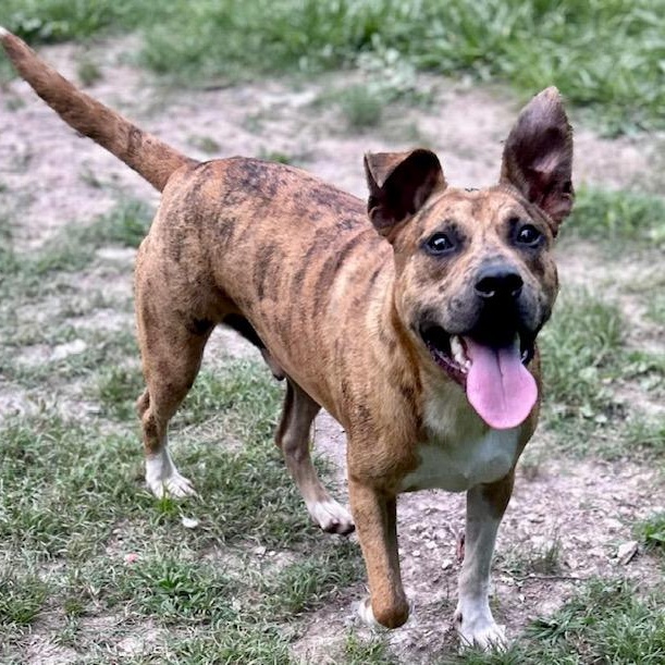 Enlarge Jennings - Mr. Photogenic!!, a Adoptable mixed breed in Watertown, CT image 4/6