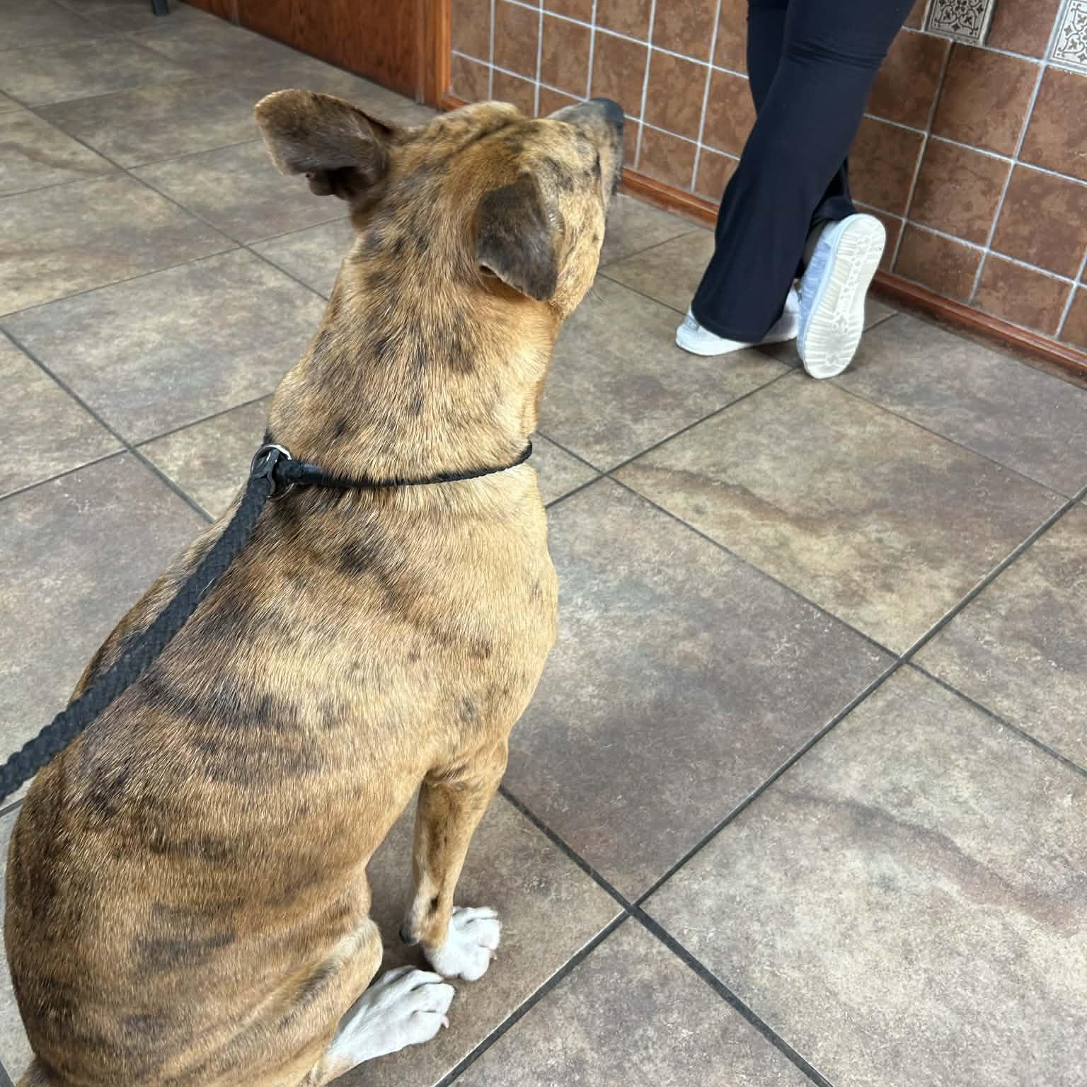 Jennings, a Adoptable mixed breed in Watertown, CT image 6/6