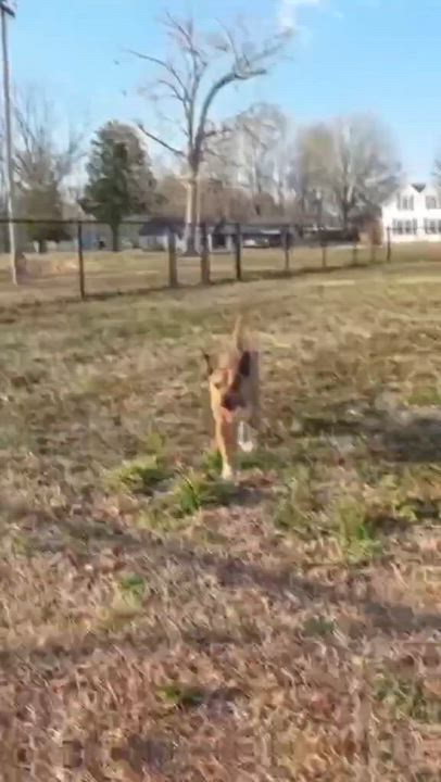 Enlarge Jennings - all new pics!!, a Adoptable mixed breed in Watertown, CT video 6/6