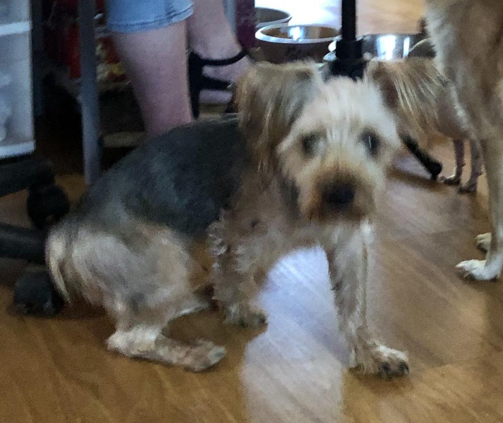 Enlarge Pepper, a Adopted mixed breed in Minneapolis, KS image 1/6