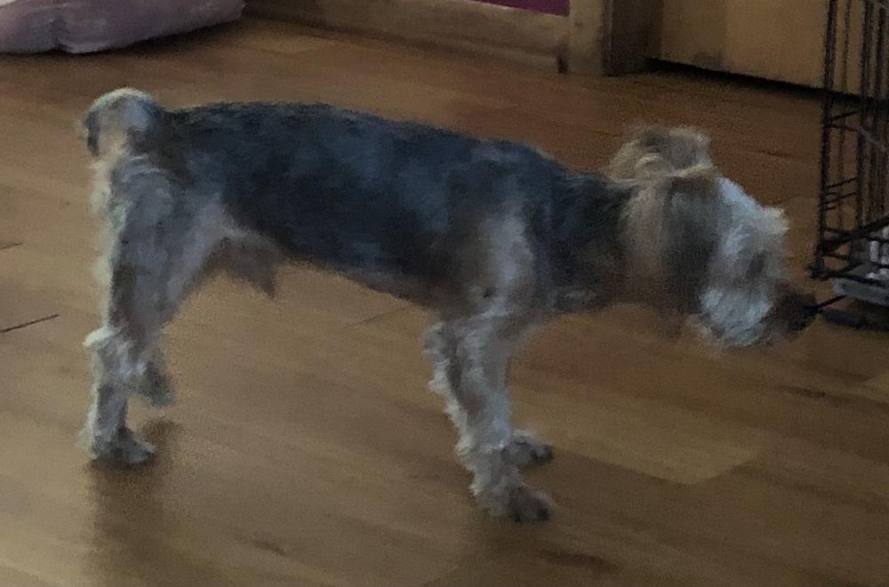 Enlarge Pepper, a Adopted mixed breed in Minneapolis, KS image 2/6