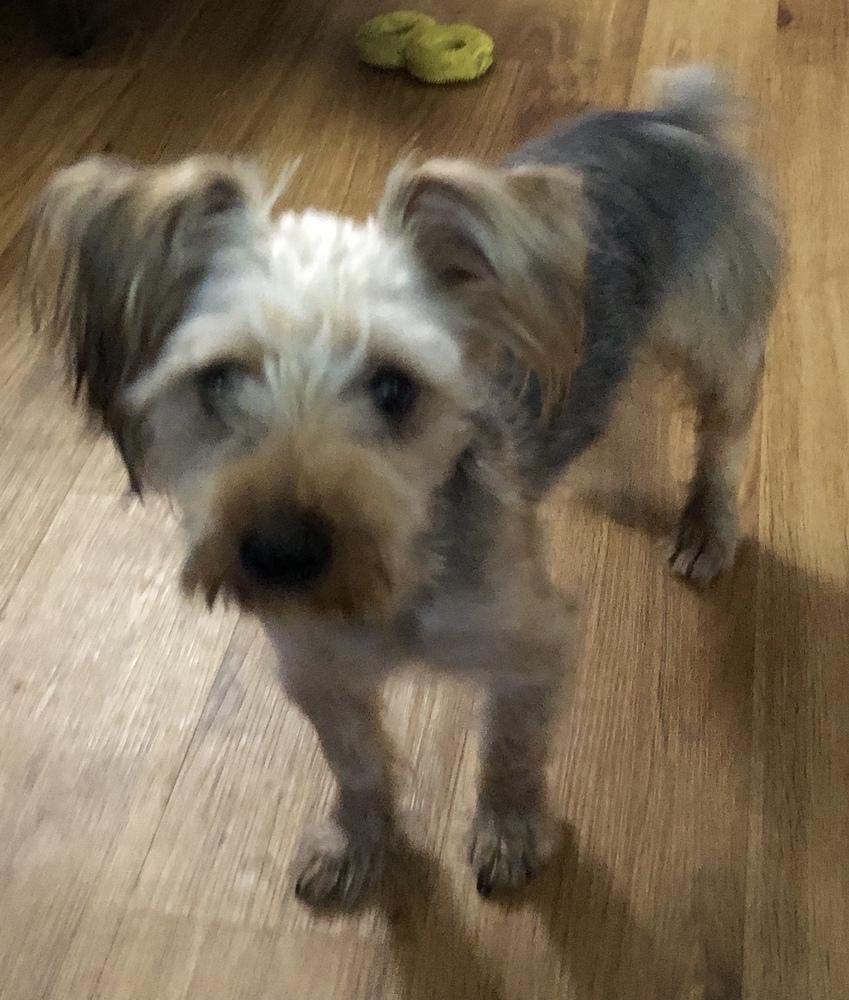 Enlarge Pepper, a Adopted mixed breed in Minneapolis, KS image 3/6