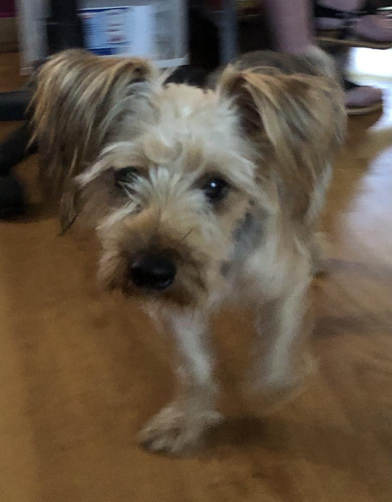 Enlarge Pepper, a Adopted mixed breed in Minneapolis, KS image 4/6