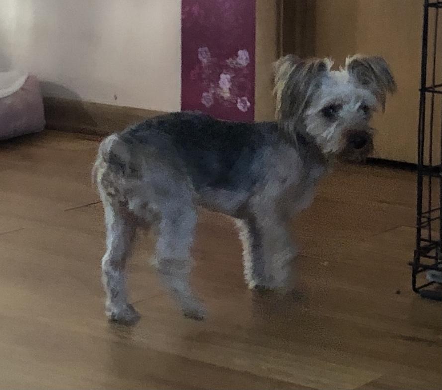 Enlarge Pepper, a Adopted mixed breed in Minneapolis, KS image 5/6