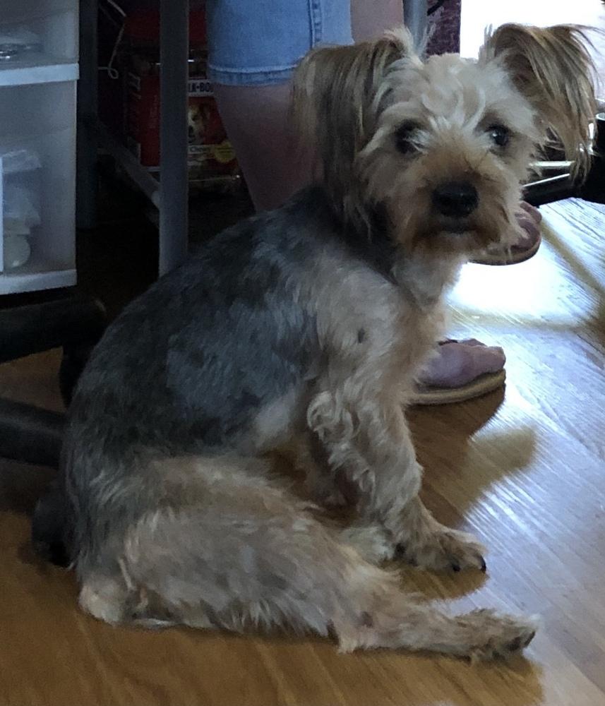 Pepper, Adopted, Puppy Male Yorkshire Terrier & Silky Terrier.