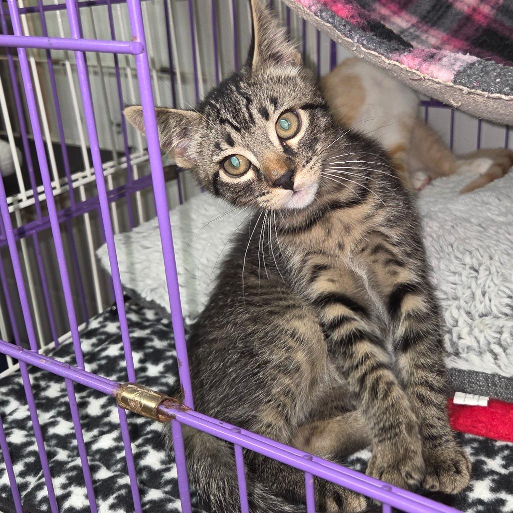 Enlarge Trigger, a Adoptable Domestic Short Hair in Priest River, ID image 2/2