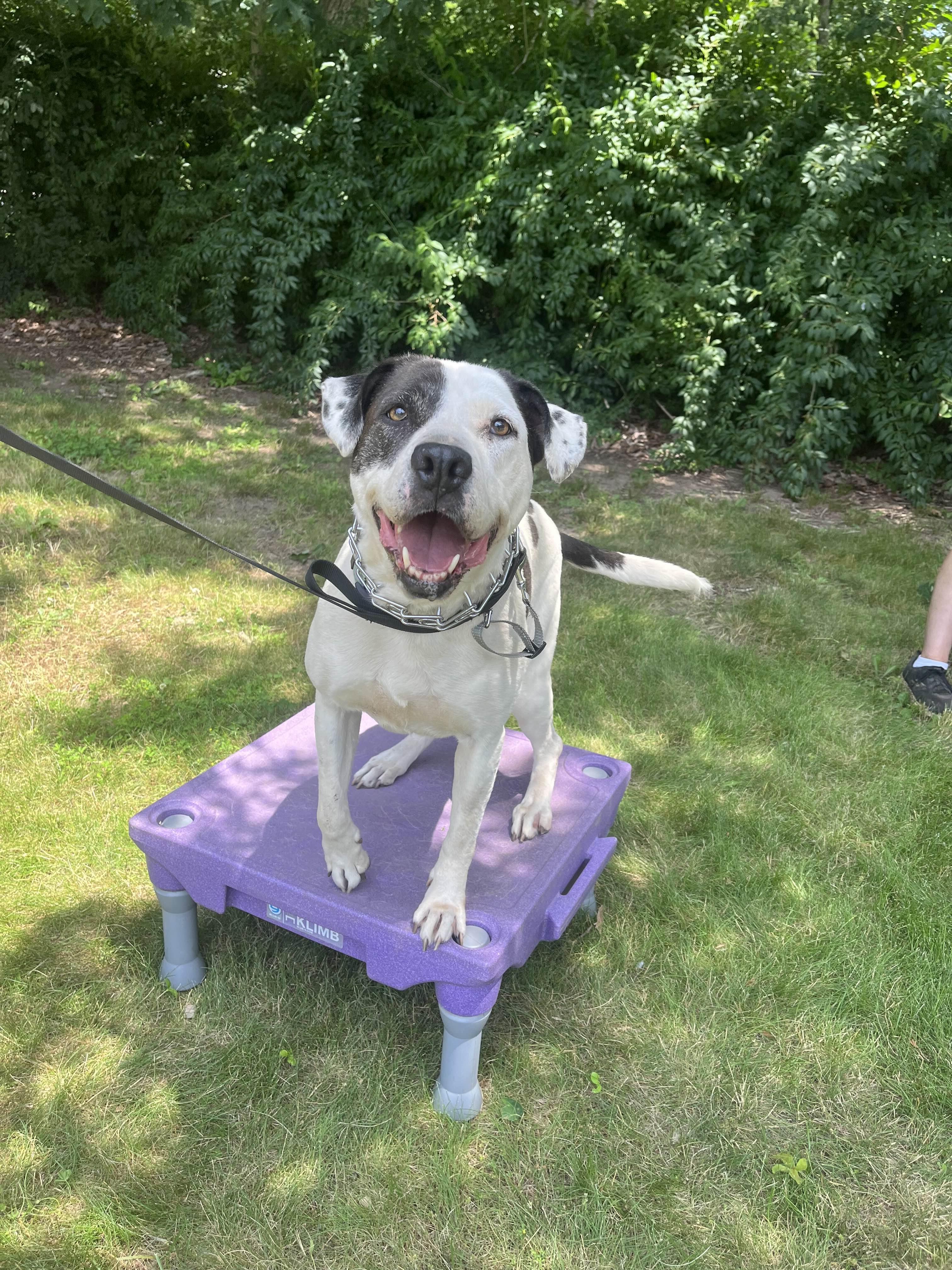 Enlarge Opal, a ADOPTABLE mixed breed in Hampton Bays, NY image 2/2