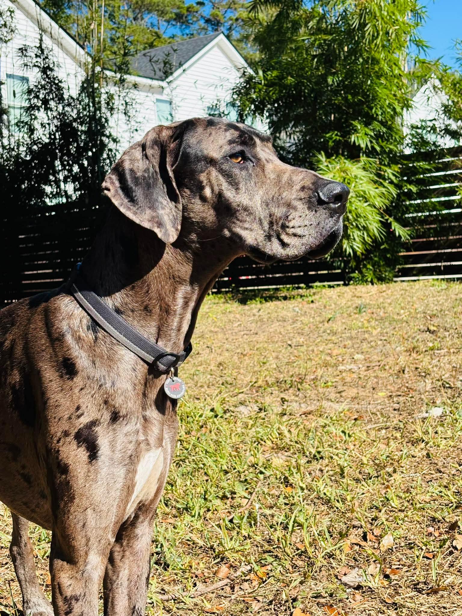 Enlarge Storm, an adopted Great Dane in Pensacola, FL image 5/6