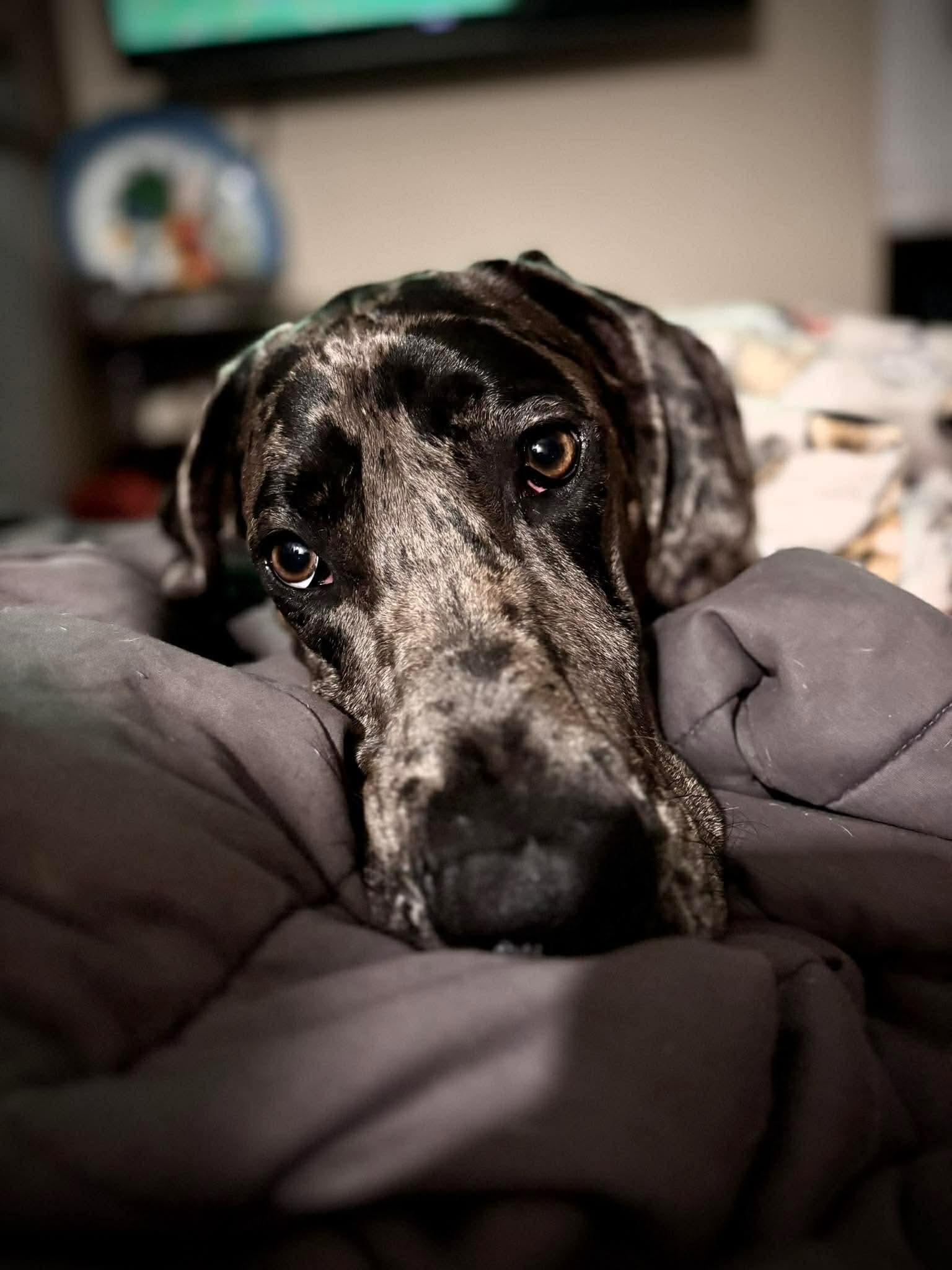 Enlarge Storm, an adopted Great Dane in Pensacola, FL image 3/6