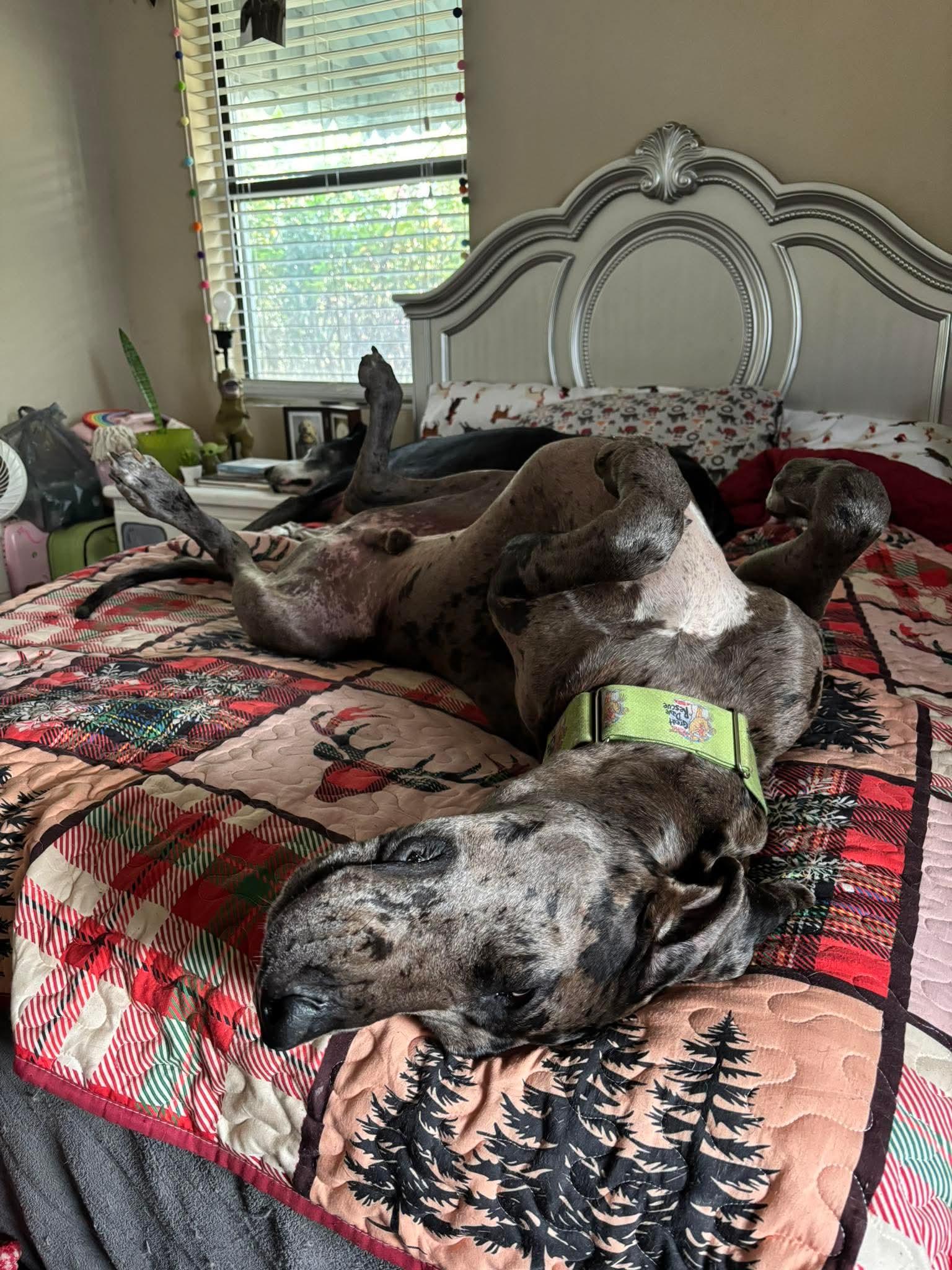 Enlarge Storm, an adopted Great Dane in Pensacola, FL image 2/6