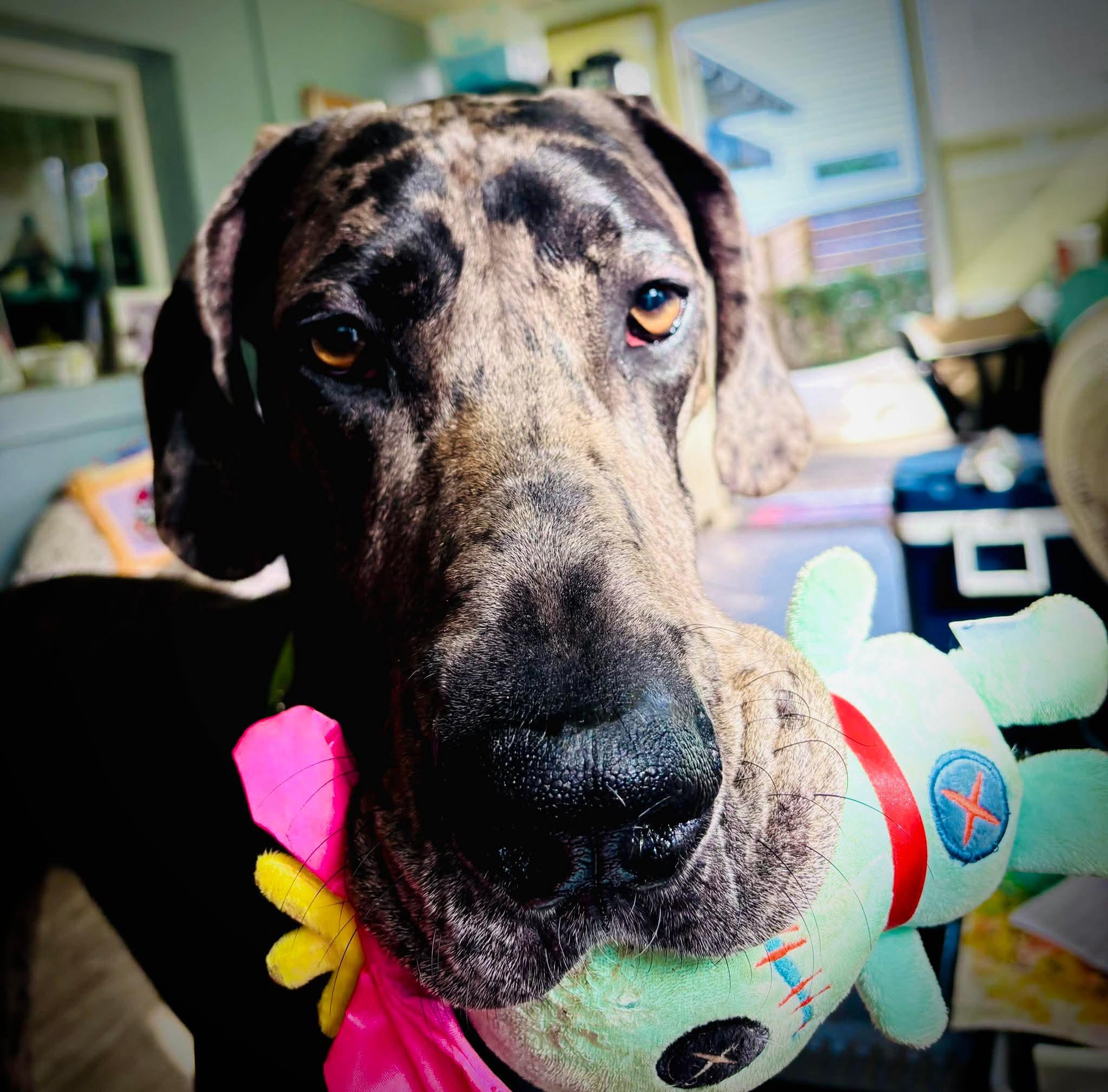 Enlarge Storm, an adopted Great Dane in Pensacola, FL image 1/6