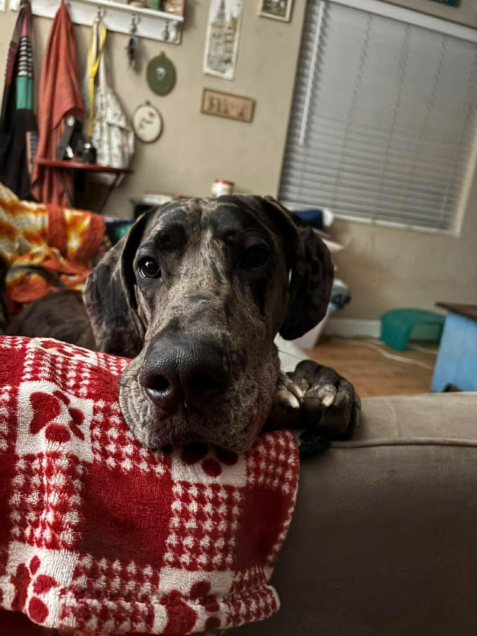 Enlarge Storm, an adopted Great Dane in Pensacola, FL image 6/6