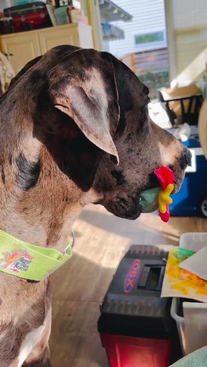 Enlarge Storm, an adopted Great Dane in Pensacola, FL video 4/6