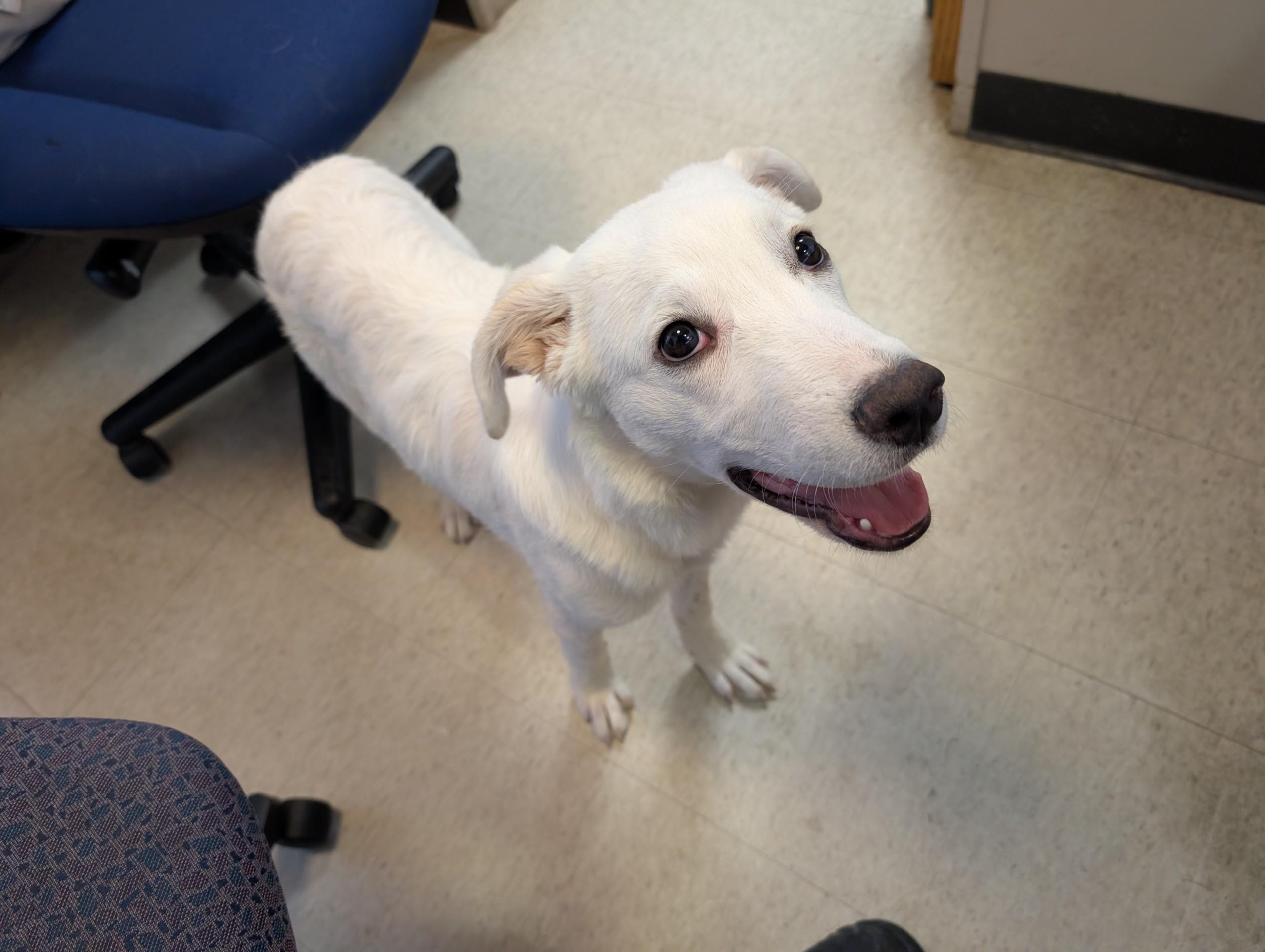 Dog for adoption - Snow White A210073, a Great Pyrenees & Labrador ...