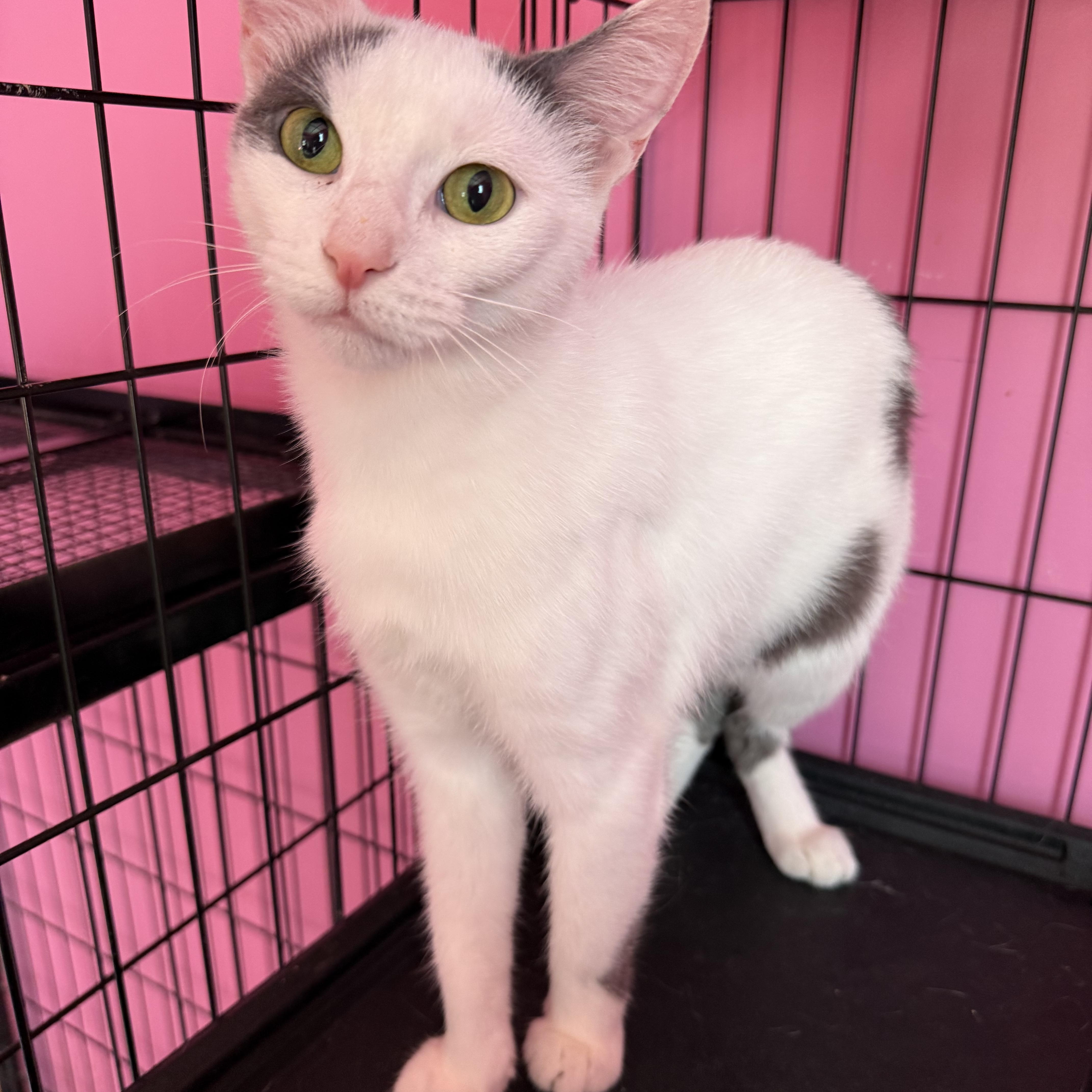 Enlarge Brooke, an adopted Domestic Short Hair in Lemont, IL image 1/1