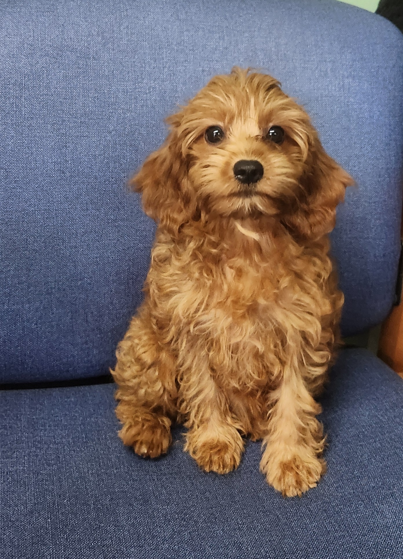 Dog for adoption Benny, a Cavalier King Charles Spaniel & Poodle (Toy