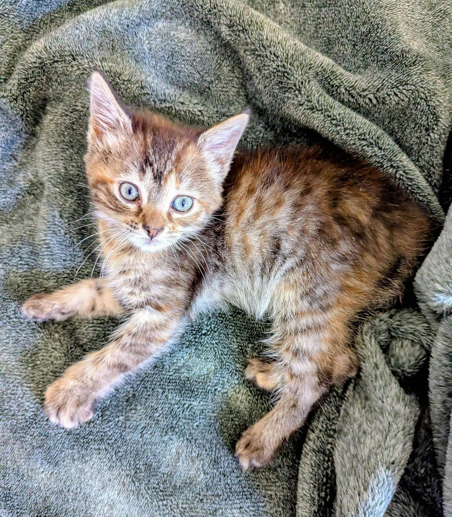 Adaline, Baby Female unknown
