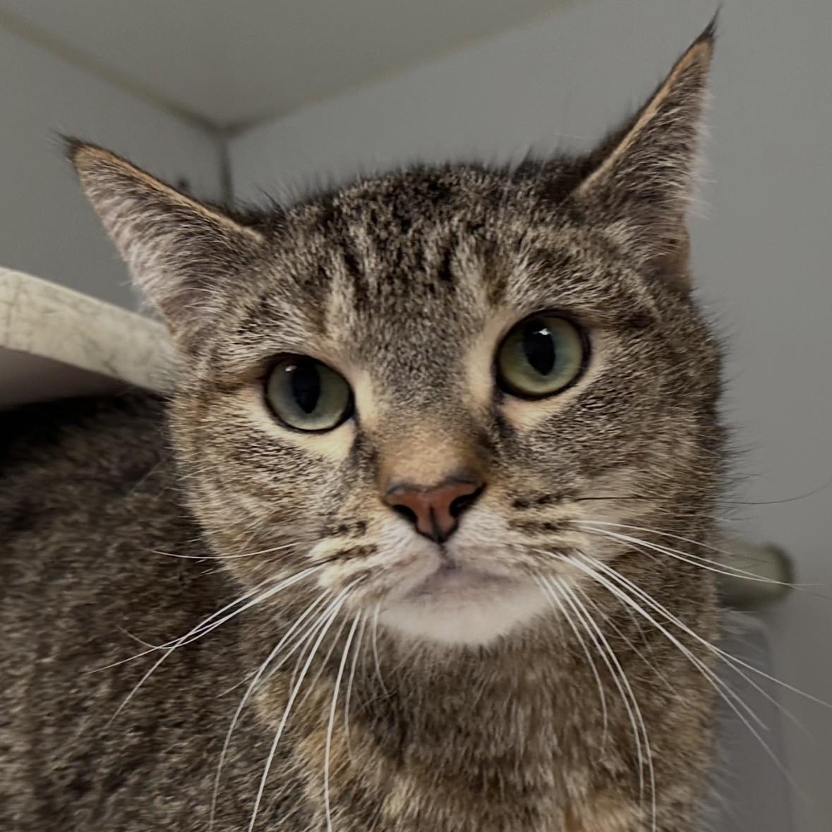 Enlarge Eve, a ADOPTABLE Domestic Short Hair in Norwalk, CT image 5/5