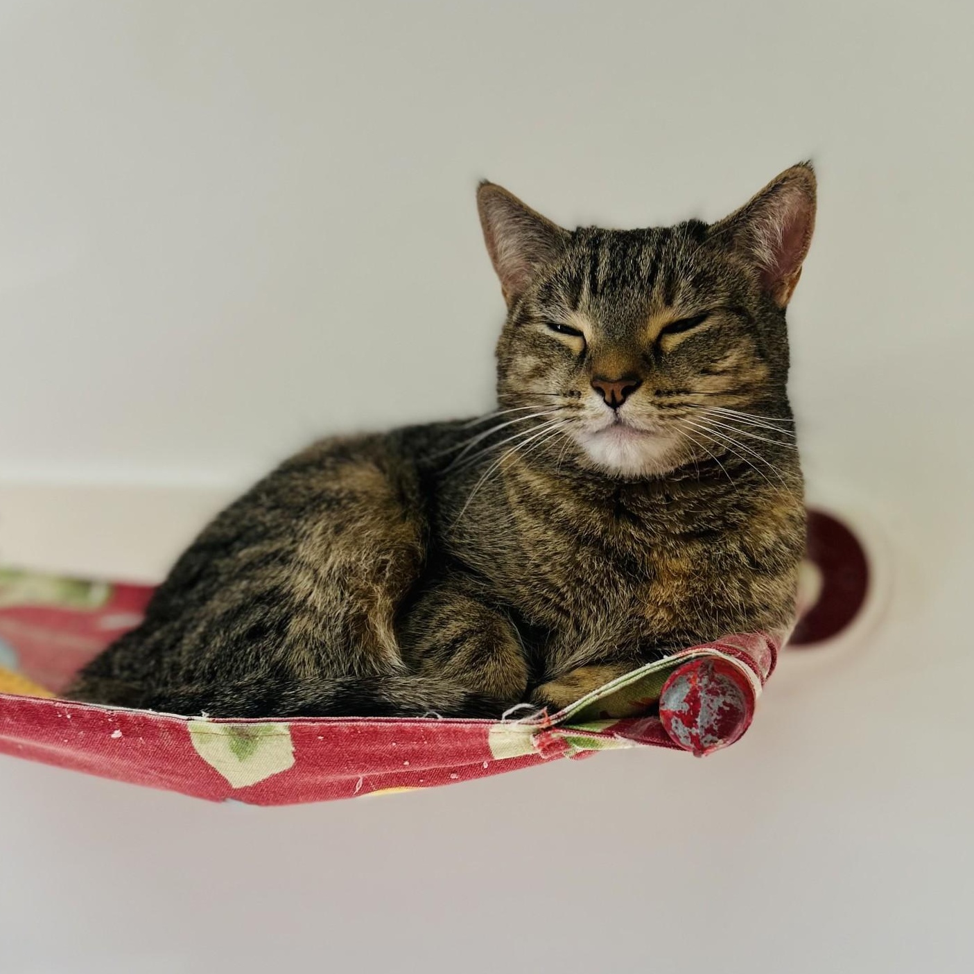 Enlarge Eve, a ADOPTABLE Domestic Short Hair in Norwalk, CT image 3/5