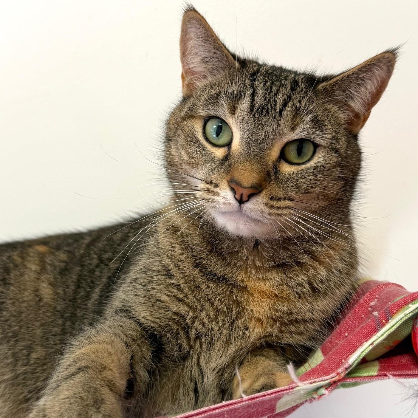 Enlarge Eve, a ADOPTABLE Domestic Short Hair in Norwalk, CT image 2/5