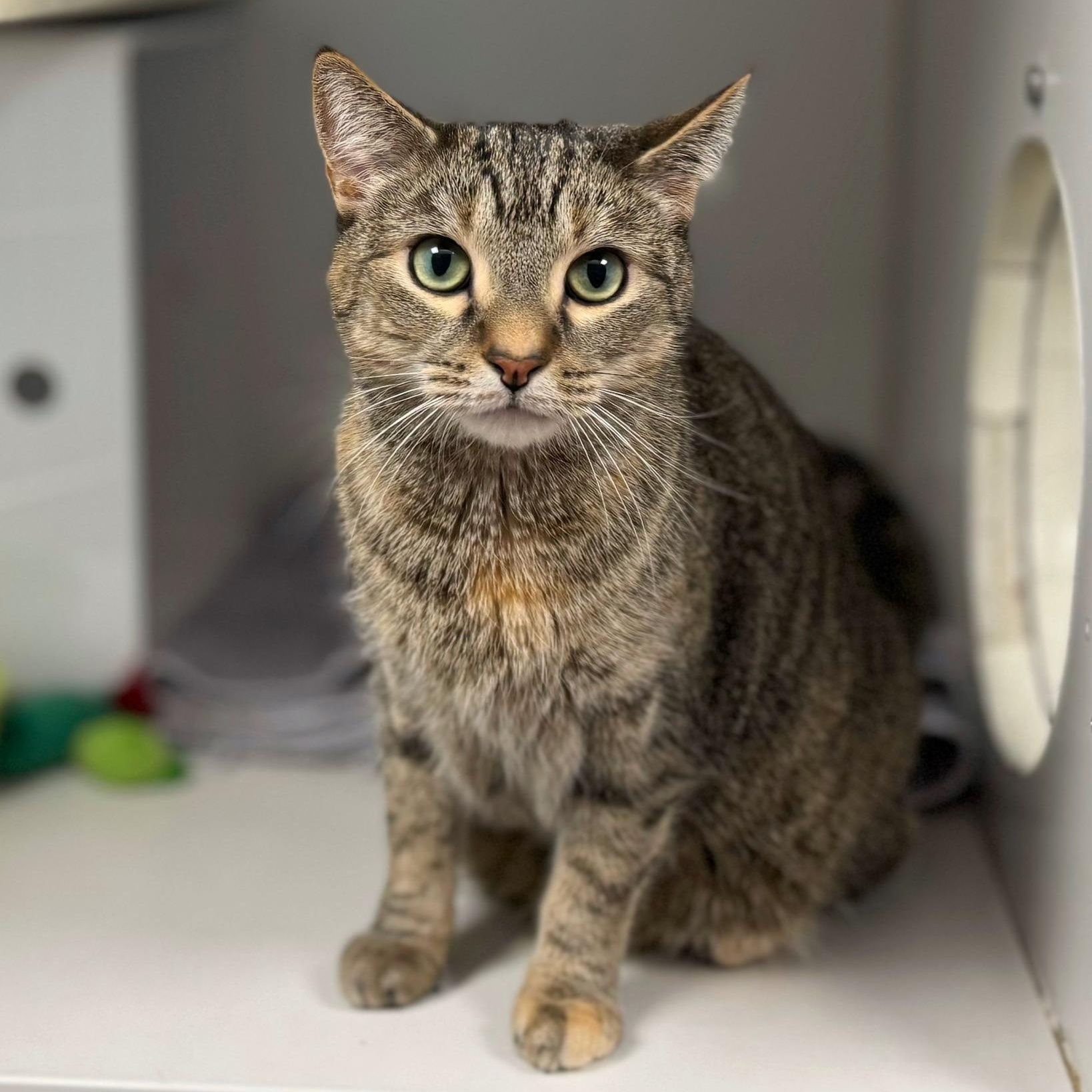 Enlarge Eve, a ADOPTABLE Domestic Short Hair in Norwalk, CT image 4/5