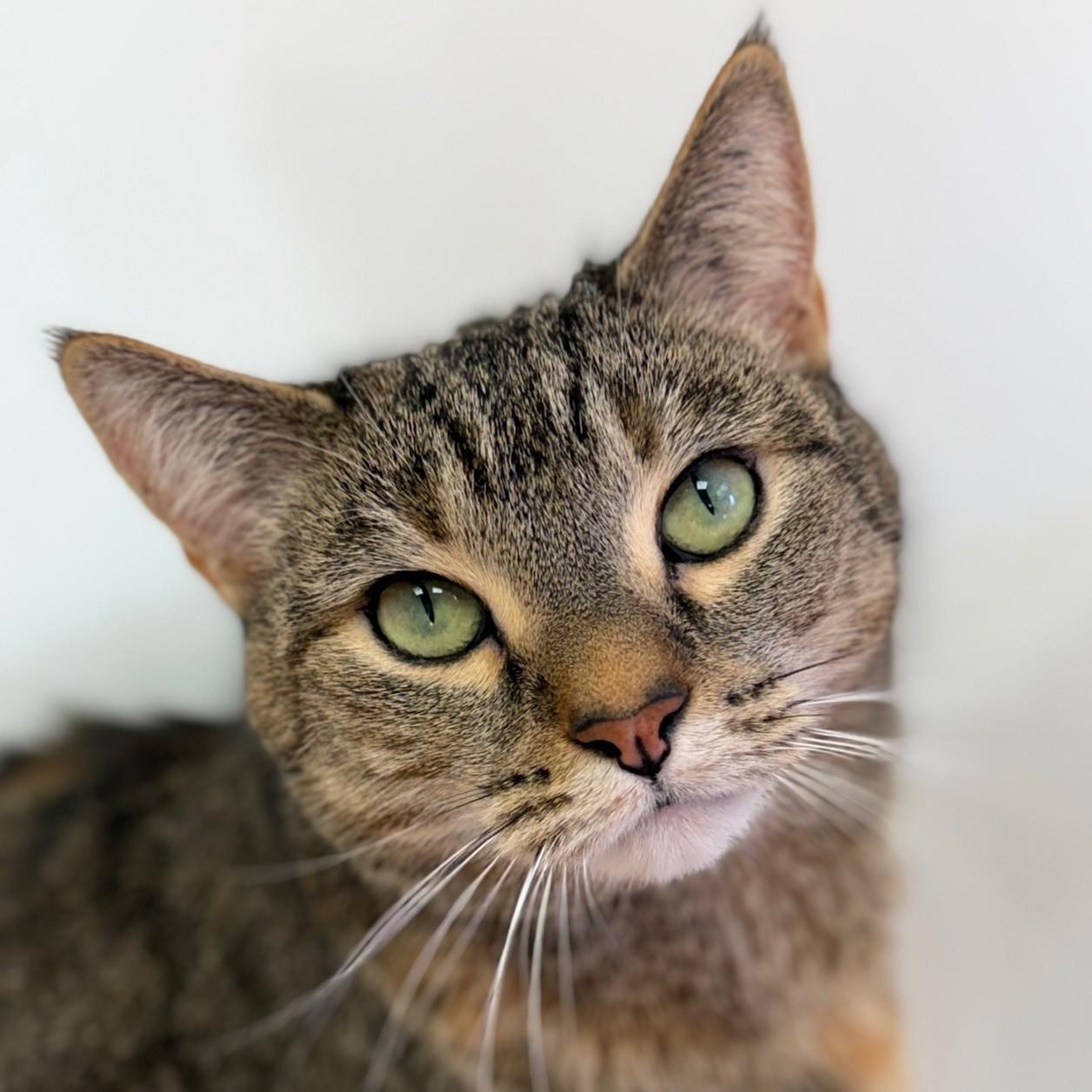 Enlarge Eve, a ADOPTABLE Domestic Short Hair in Norwalk, CT image 1/5