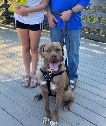 Enlarge Gwinny- IN FOSTER, a Adoptable Mixed Breed in Chamblee, GA image 2/3